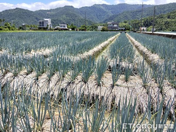 ▲2022年極端氣候＋蟲害肆虐，三星蔥產值減7成少一億元。（圖／記者游芳男攝）