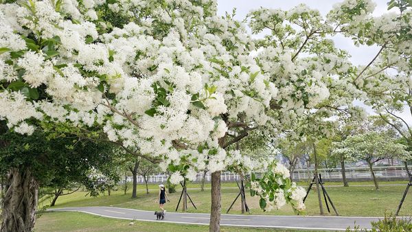 ▲陽光運動公園粉嫩羊蹄甲花,陽光運動公園「四月雪」流蘇花。（圖／高灘處提供）