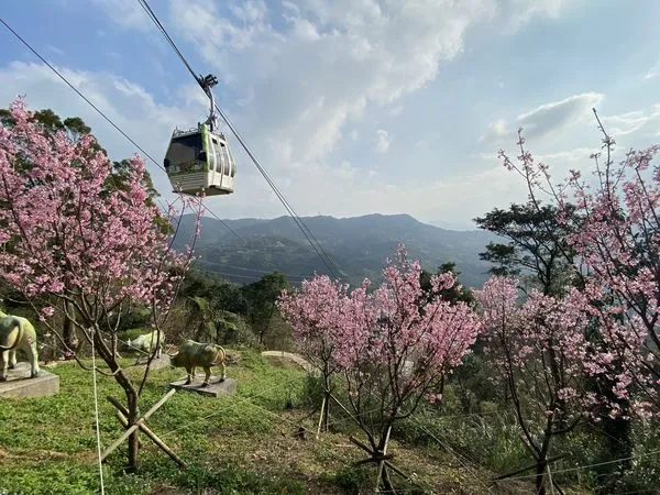 ▲貓空「指南宮竹柏參道」,貓空纜車。（圖／觀傳局提供）