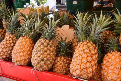 台灣培育「芒果鳳梨」驚傳外流中國！農委會重批強奪心血要查了