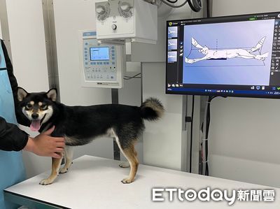 以為被叮！30KG中型犬追完蜜蜂「突然跛腳了」　就醫才知是這問題