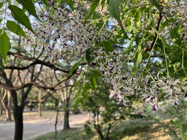 ▲中和4號公園苦楝花4/5盛開，位於園內一處小土丘旁。（圖／新北市景觀處提供）