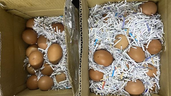▲▼林咚咚回老家驚見兩大箱土雞蛋。（圖／翻攝自Facebook／林咚咚Nikki）