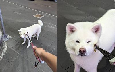 散步堅持走自己路線 秋田犬擠出「包子臉」鄙視定格:休想控制我