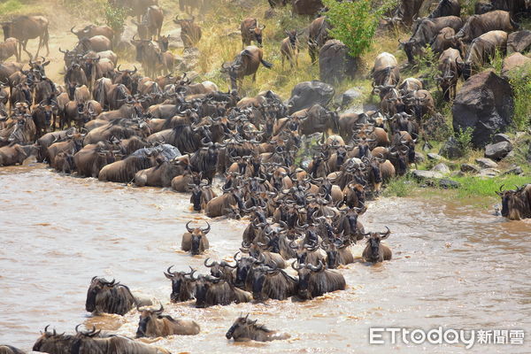 ▲每年7至9月的東非動物大遷徙，是長達千公里的生存保衛戰。（圖／佳繽旅遊）