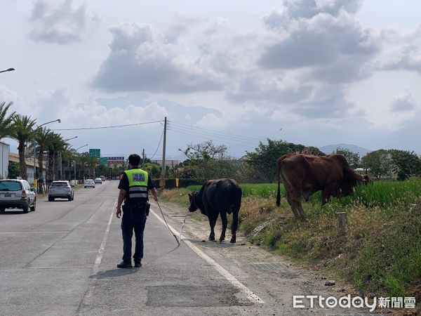 ▲潮州分局中山路所警員謝松霖、易文儀將牛隻牽至路旁            。（圖／記者陳崑福翻攝，下同）