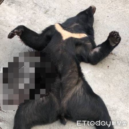 ▲屏檢檢警偵辦臺灣黑熊遭獵殺             。（圖／記者陳崑福翻攝，下同）