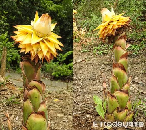 ▲▼苗栗縣頭份市後花園的百年土地公廟旁，發現2株綻放的地湧金蓮，乍看之下像竹筍開花，頂尖則冠如蓮花。（圖／林桔春提供）