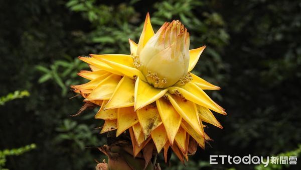 ▲▼苗栗縣頭份市後花園的百年土地公廟旁，發現2株綻放的地湧金蓮，乍看之下像竹筍開花，頂尖則冠如蓮花。（圖／林桔春提供）