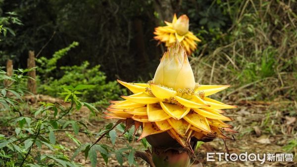 ▲▼苗栗縣頭份市後花園的百年土地公廟旁，發現2株綻放的地湧金蓮，乍看之下像竹筍開花，頂尖則冠如蓮花。（圖／林桔春提供）