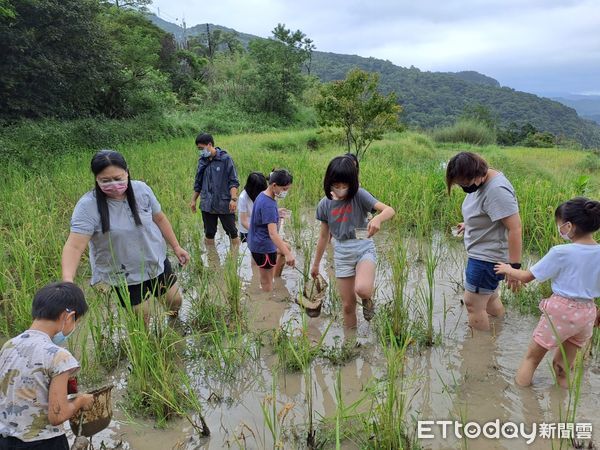 ▲新北市貢寮國小吉林校區水梯田挲草體驗，小朋友雙腳沾滿泥巴，仍樂在其中。（圖／新北市教育局提供）