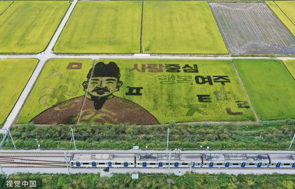 ▲▼南韓農民在京畿道驪州市的農田創造朝鮮世宗大王的畫像。（圖／CFP）