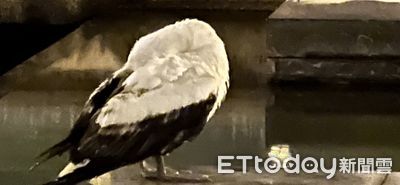 罕見「藍臉鰹鳥」現蹤花蓮 疑中毒或感染...縣府緊急送醫