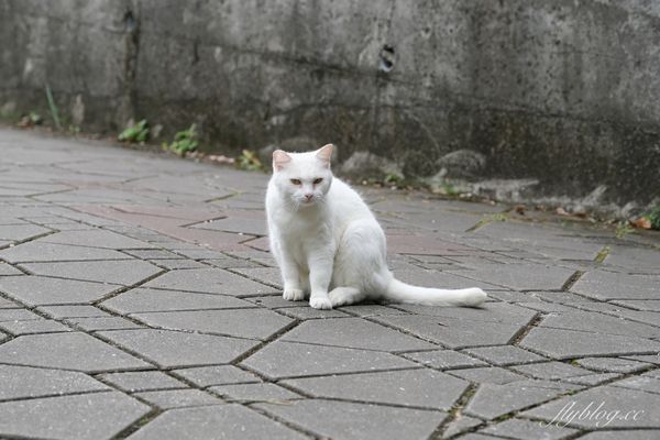 ▲▼新竹橫山內灣一日遊。（圖／飛天璇的口袋提供）