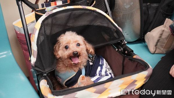 ▲▼蔣萬安出席國際寵物日「寵物專車」活動。（圖／記者呂佳賢攝）