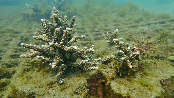 ▲貢寮和美漁港珊瑚復育有成。（圖／新北市漁業處提供）