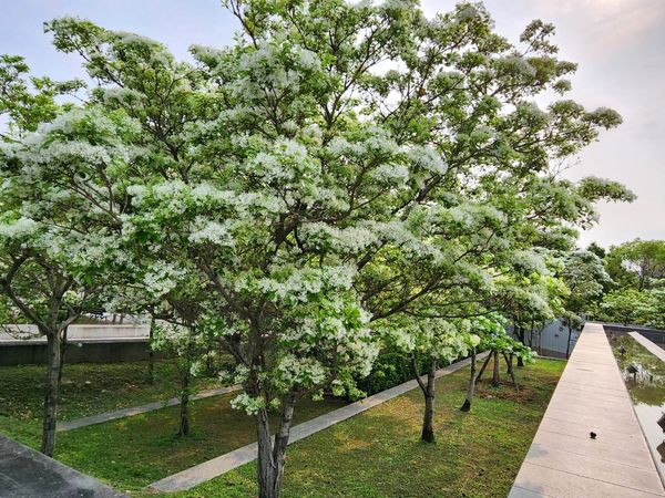 ▲新竹市「水景廣場」旁，33棵流蘇花已陸續盛開。（圖／新竹市文化局提供）