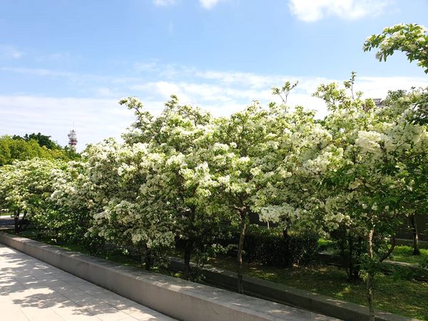 ▲新竹市「水景廣場」旁，33棵流蘇花已陸續盛開。（圖／新竹市文化局提供）