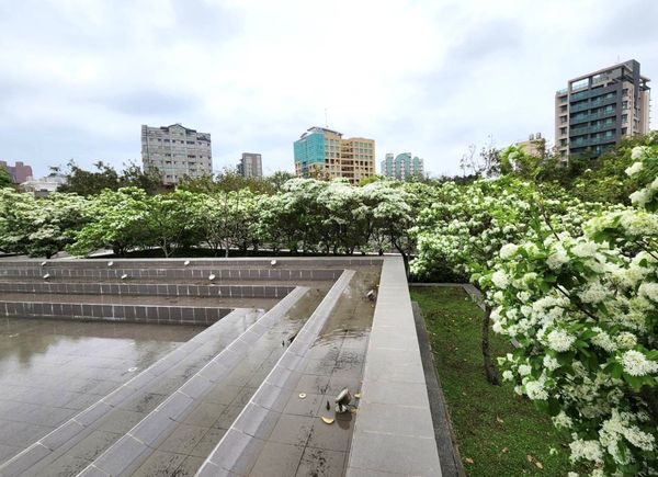 ▲新竹市「水景廣場」旁，33棵流蘇花已陸續盛開。（圖／新竹市文化局提供）