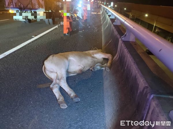 ▲▼國道8號發生一起牛隻逆向遭撞死車禍，造成1女受傷。（圖／記者林悅翻攝）