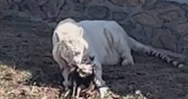 民眾到動物園看動物，沒想到看到白老虎撕咬啃食孔雀的畫面。（圖／翻攝自微博）