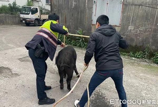 ▲大黑豬凌晨闖倉儲擾民，警方前來捕捉。（圖／龜山警分局提供）