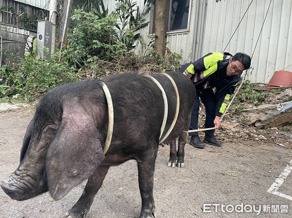 ▲▼以大水管將黑豬一圈圈套牢，並交由動保處人員帶走。（圖／龜山警分局提供）