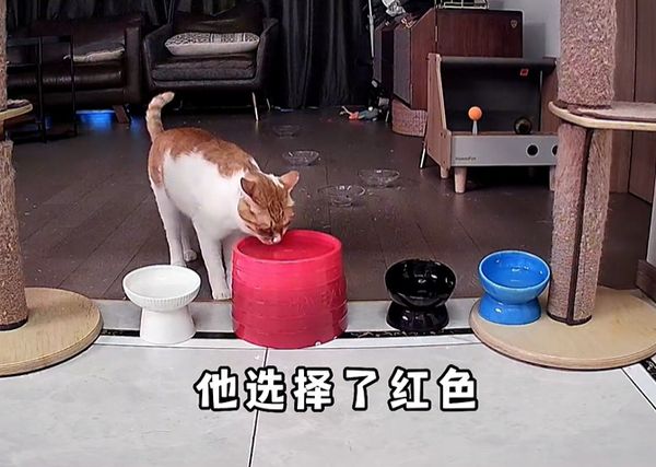 貓咪喝水。（圖／翻攝自抖音@柿子菌）