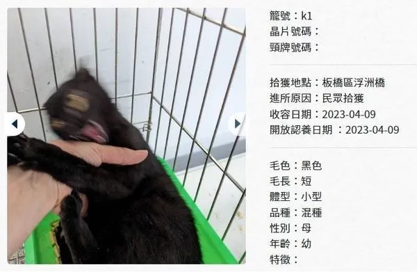 板橋動物之家小黑貓的認養照片超崩壞，吸引網友目光。（翻攝新北動保處網頁）