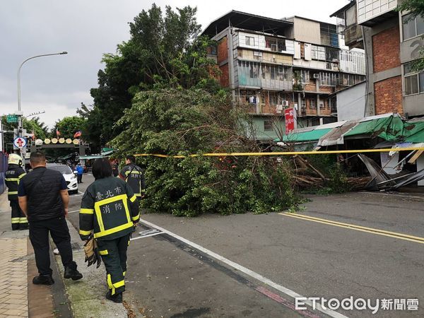 ▲北市12米高路樹倒塌，砸中經過的機車騎士，所幸人並無大礙。（圖／記者黃彥傑攝，下同）