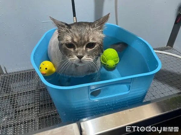 貓咪洗澡。（圖／東森寵物林口仁愛店提供）