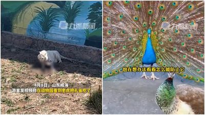 動物園直擊「白虎啃食藍孔雀」　過程全都錄！網嚇：怎麼吃了同事？