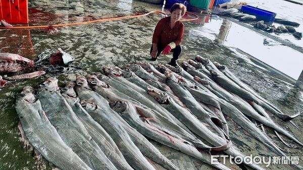 ▲台東有漁民一次捕獲近50尾地震魚，罕見畫面引發議論。（圖／民眾提供）