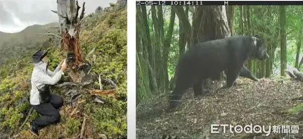 ▲屏東科大教授黃美秀團隊架設自動相機，紀錄台灣黑熊於玉山國家公園中的活動情形。（圖／翻攝「Yushan NP」官方Youtube頻道）