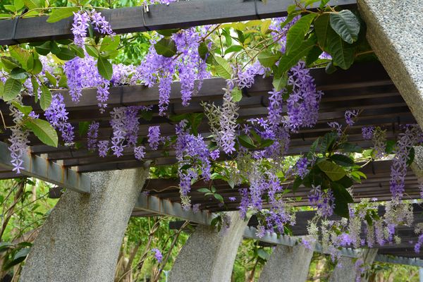 ▲大安森林公園迎來「錫葉藤」綻放，30公尺長的紫色隧道目前正美。（圖／公園處提供）