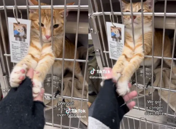 收容所內一隻親人的橘貓一看到有人行經鐵籠前，立刻從籠中伸出小手手緊抓著人。（示意圖，翻攝抖音@ahsnewark）