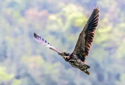 ▲▼「世界上最神祕的鳥」現身惠東。（圖／翻攝自廣州日報）