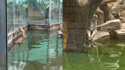 野猴被收編動物園！挑釁猴王被打到「不敢上岸」　網曬照：猴王還安排放哨的