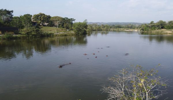 ▲▼哥倫比亞「古柯鹼之王」艾士可瓦（Pablo Escobar）私養的「古柯鹼河馬」（cocaine hippos）已釀成生態浩劫。（圖／達志影像／美聯社）