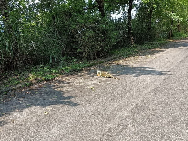 ▲▼吳姓民眾在員山福園拍下的大綠鬣蜥。（圖／吳姓民眾提供，下同）