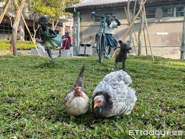 ▲母雞養了1年「突然下蛋」報恩　阿爸感動：不能笑牠白吃白喝了。（圖／網友麻油爸提供，請勿隨意翻拍，以免侵權。）