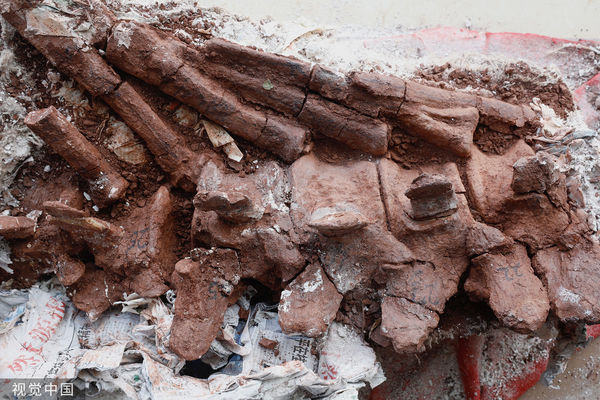 ▲考古人員對雲南祿豐發現的三疊中國龍頸椎化石進行清理。（圖／CFP）
