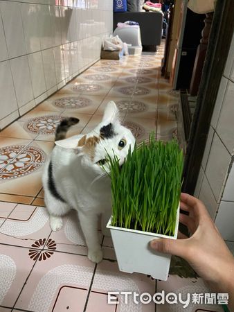 ▲。（圖／飼主王婕蓉授權提供）