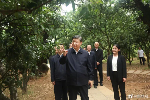 ▲習近平考察廣東茂名荔枝種植園及相關產業。（圖／翻攝新華網）