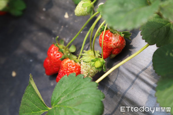 ▲▼中埔幸福有機草莓農場運用科技智慧農業  。（圖／嘉義縣政府提供）