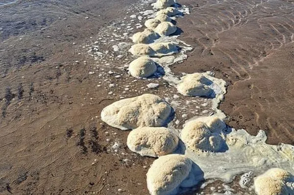 ▲▼一對夫妻遛狗時發現像人類大腦的物體。（圖／翻攝自WalesOnline）