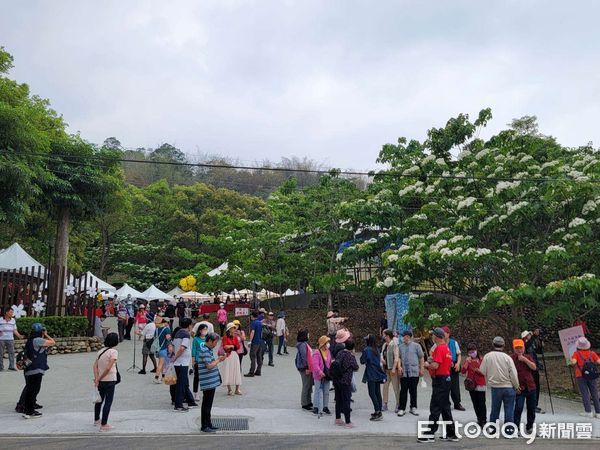 ▲雲林客家桐花祭活動今(15)日正式開幕，民眾漫步在浪漫桐花步道上，體驗客家文化、音樂饗宴。（圖／記者蔡佩旻翻攝）