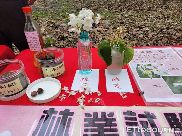 ▲雲林客家桐花祭活動今(15)日正式開幕，民眾漫步在浪漫桐花步道上，體驗客家文化、音樂饗宴。（圖／記者蔡佩旻翻攝）