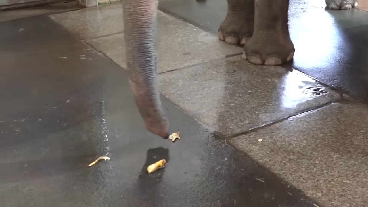 ▲▼大象會剝香蕉皮。（圖／翻攝自YouTube／@Science-X）