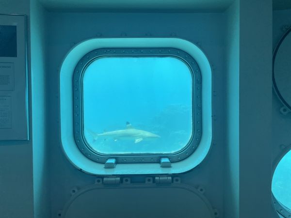 ▲魚眼公園海底展望台能看到海龜、鯊魚的蹤跡。（圖／雄獅旅遊提供）